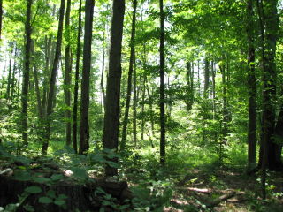Thumbnail Photo #6 of Parcel P5, in Ellsworth Township, Lake County, near Luther, Michigan