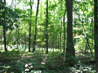 Thumbnail Photo #7 of Parcel P5, in Ellsworth Township, Lake County, near Luther, Michigan
