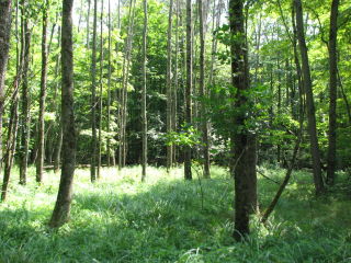 Thumbnail Photo #8 of Parcel P5, in Ellsworth Township, Lake County, near Luther, Michigan