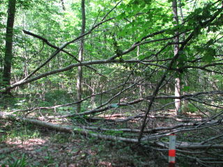 Thumbnail Photo #9 of Parcel P5, in Ellsworth Township, Lake County, near Luther, Michigan