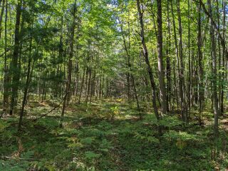 Thumbnail Photo #5 of Parcel R2, in Freeman Township, Clare County, near Lake George, Michigan