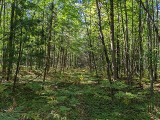 Thumbnail Photo #5 of Parcel R2, in Freeman Township, Clare County, near Lake George, Michigan