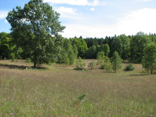 Thumbnail Photo #3 of Parcel T1, in Pioneer Township, Missaukee County, near Lake City, Michigan