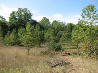 Thumbnail Photo #5 of Parcel T1, in Pioneer Township, Missaukee County, near Lake City, Michigan