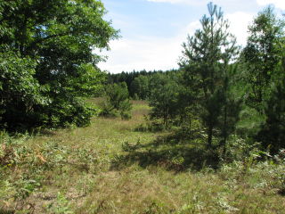 Thumbnail Photo #8 of Parcel T1, in Pioneer Township, Missaukee County, near Lake City, Michigan