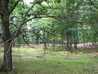 Thumbnail Photo #10 of Parcel V15, in Rose Lake Township, Osceola County, near Leroy, Michigan