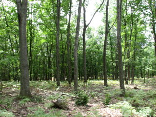 Thumbnail Photo #5 of Parcel V15, in Rose Lake Township, Osceola County, near Leroy, Michigan