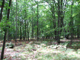 Thumbnail Photo #6 of Parcel V15, in Rose Lake Township, Osceola County, near Leroy, Michigan