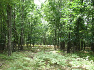 Thumbnail Photo #7 of Parcel V15, in Rose Lake Township, Osceola County, near Leroy, Michigan