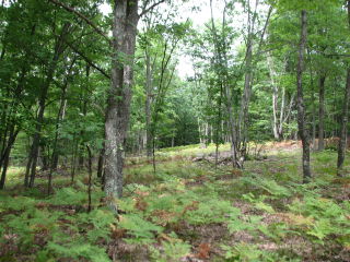 Thumbnail Photo #9 of Parcel V15, in Rose Lake Township, Osceola County, near Leroy, Michigan