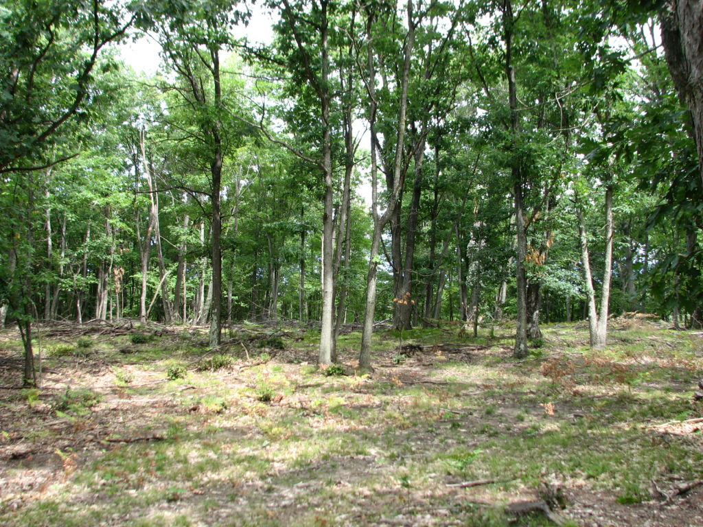 Photo # of Parcel V15, in Rose Lake Township, Osceola County, near Leroy, Michigan