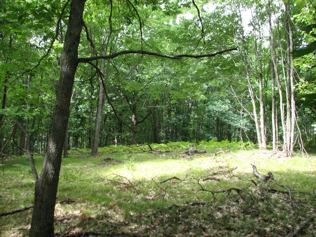 Photo # of Parcel V15, in Rose Lake Township, Osceola County, near Leroy, Michigan