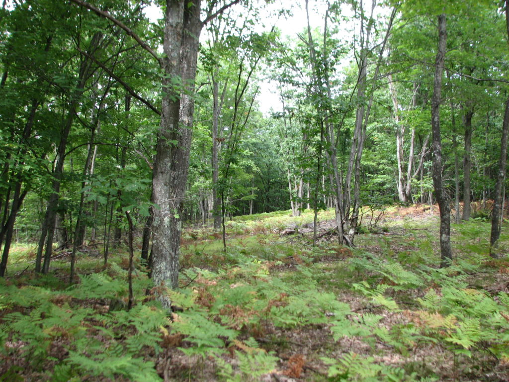 Photo # of Parcel V15, in Rose Lake Township, Osceola County, near Leroy, Michigan