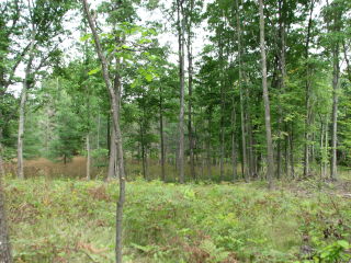 Thumbnail Photo #10 of Parcel V8, in Rose Lake Township, Osceola County, near Leroy, Michigan