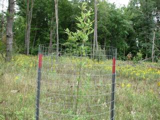 Thumbnail Photo #6 of Parcel V8, in Rose Lake Township, Osceola County, near Leroy, Michigan