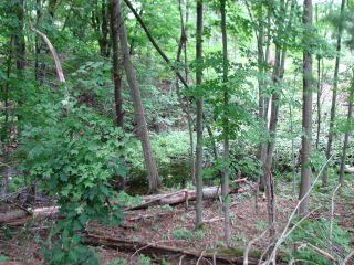 Thumbnail Photo #7 of Parcel V8, in Rose Lake Township, Osceola County, near Leroy, Michigan