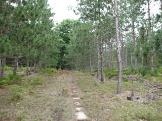 Thumbnail Photo #12 of Parcel V9, in Rose Lake Township, Osceola County, near Leroy, Michigan