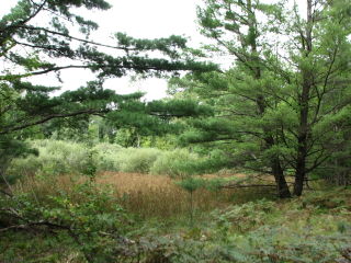 Thumbnail Photo #5 of Parcel V9, in Rose Lake Township, Osceola County, near Leroy, Michigan