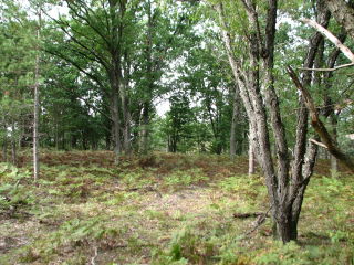 Thumbnail Photo #7 of Parcel V9, in Rose Lake Township, Osceola County, near Leroy, Michigan