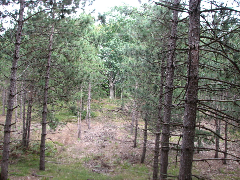 Photo # of Parcel V9, in Rose Lake Township, Osceola County, near Leroy, Michigan