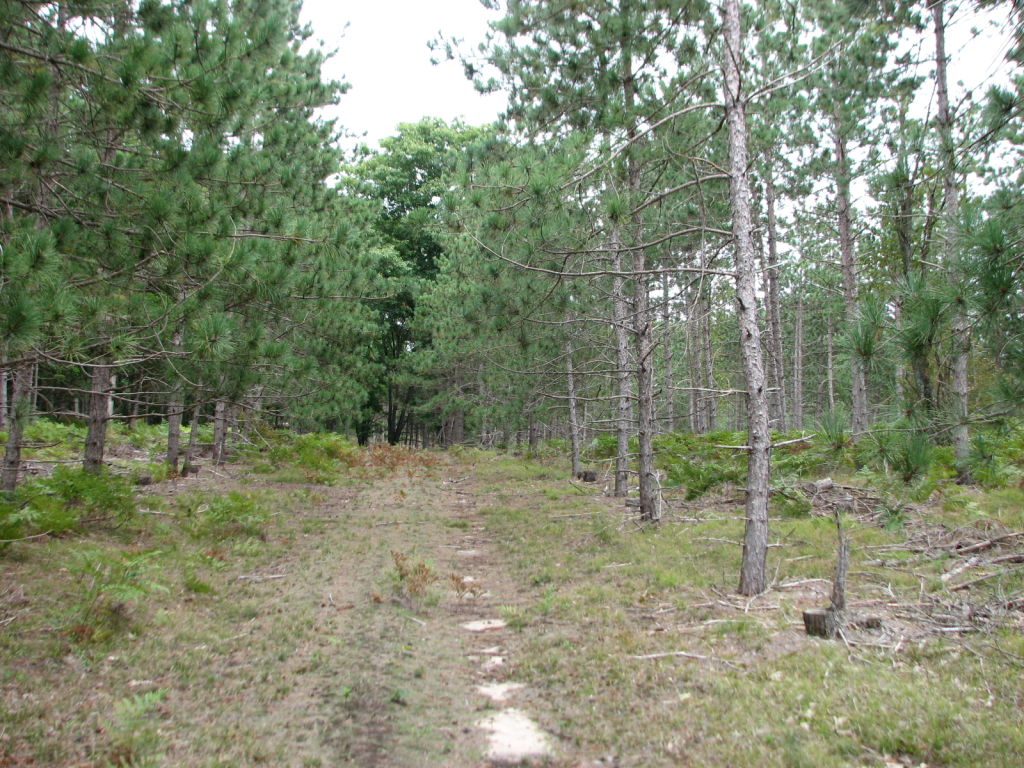 Photo # of Parcel V9, in Rose Lake Township, Osceola County, near Leroy, Michigan