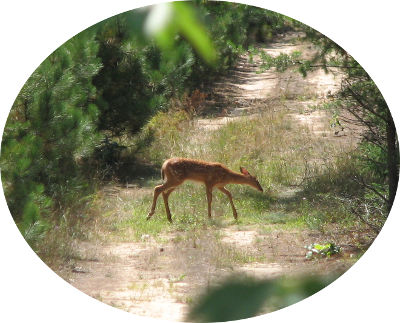 A deer I photographed while on this land.